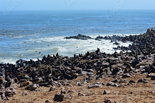 Seals at the cost of Namibia 