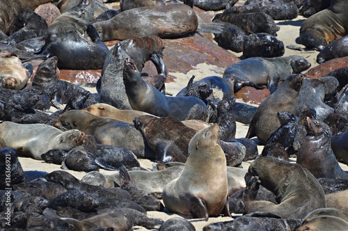 Amazing Seals in Namibia © Carina