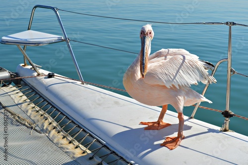 Resting Pelican on a tourist boat in the Walvis Bay in Namibia