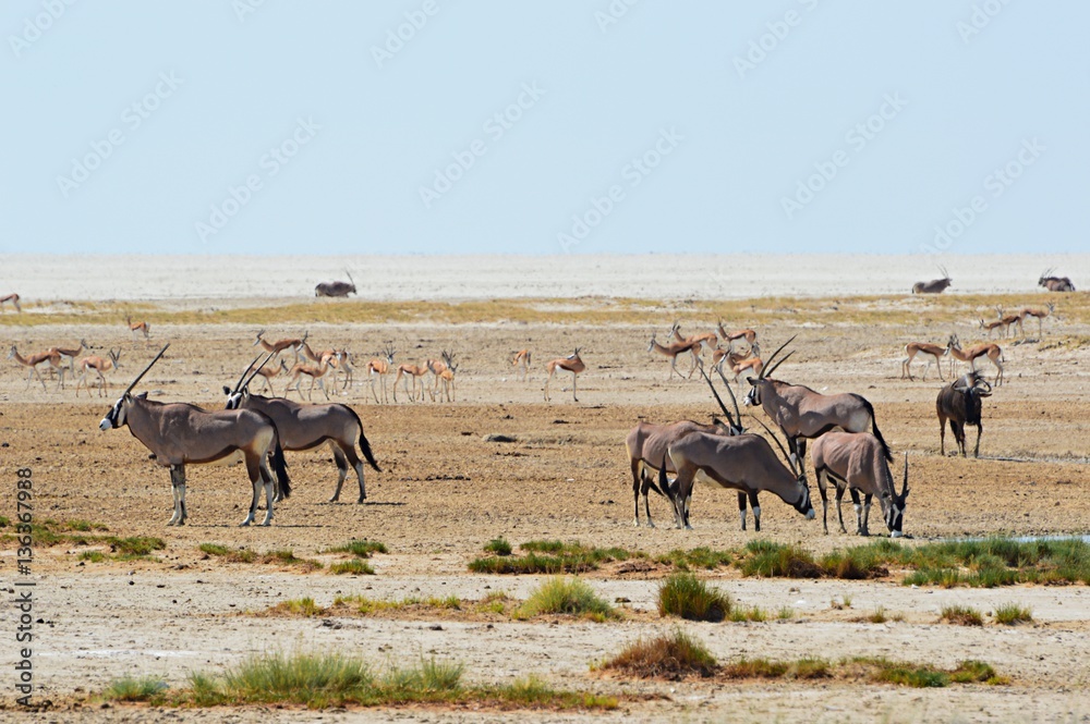 Naklejka premium Scene at a waterhole in the Etosha National Park in Namibia