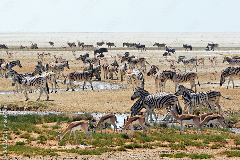 Wall Mural Rush at a waterhole in the Etosha National Park in Namibia