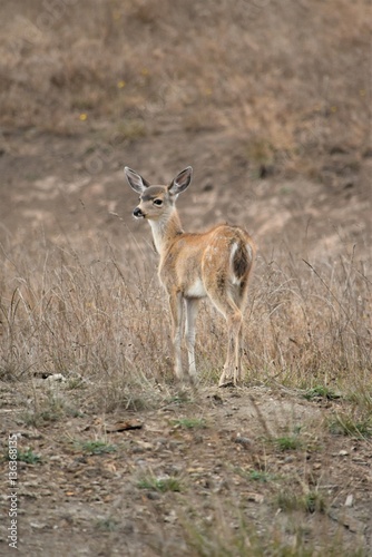 Fawn in the sand dunes