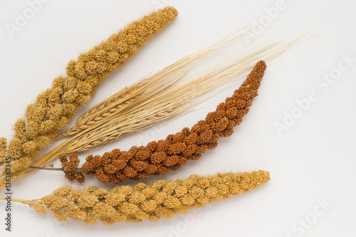 Two stalk of wheat, two twig yellow millet and one red millet  