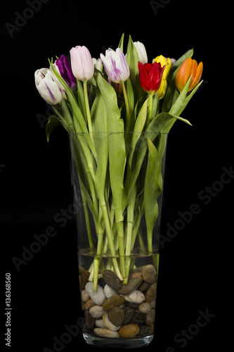 Bouquet of colorful tulips in a glass vase filled with river stones, on black background.