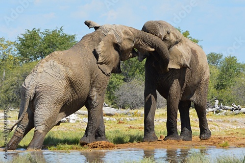 Fighting Elephant in the Etosha Nationalpark