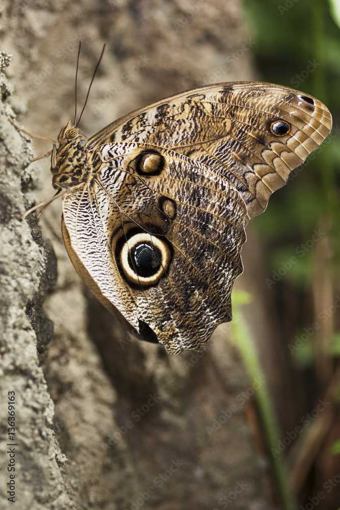 Morpho Butterfly resting and sitting on tree Morpho Butterfly resting and sitting on tree