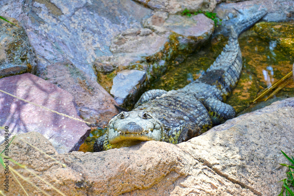 Coccodrillo sulla riva del fiume - Leon Guanajuato - Messico Coccodrillo sulla riva del fiume - Leon Guanajuato - Messico