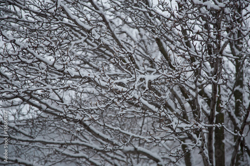 Wintery branches © Nicole