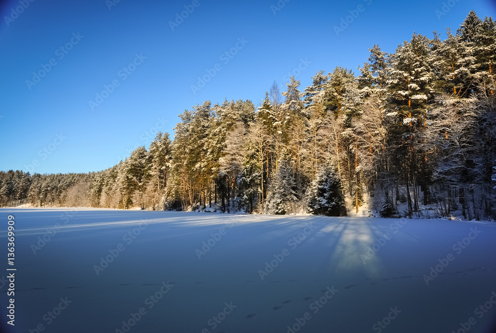 Frozen snowed lake and pine forest in sunny frosty winter day
