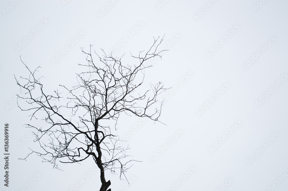 graphic tree against the foggy sky
