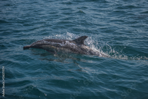 Dolphin razing along in pacific ocean © Fritz