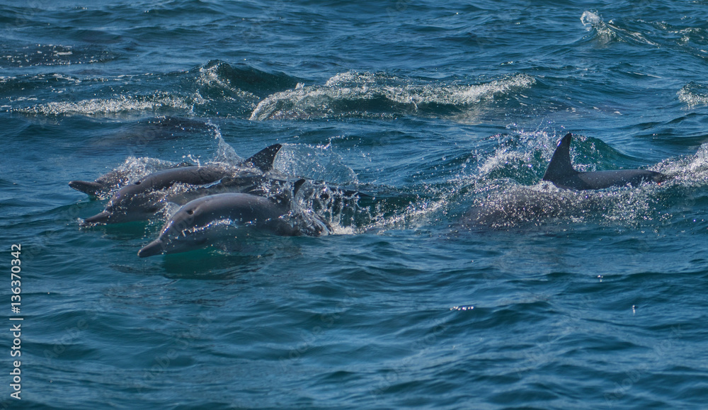 Dolphin razing along in pacific ocean
