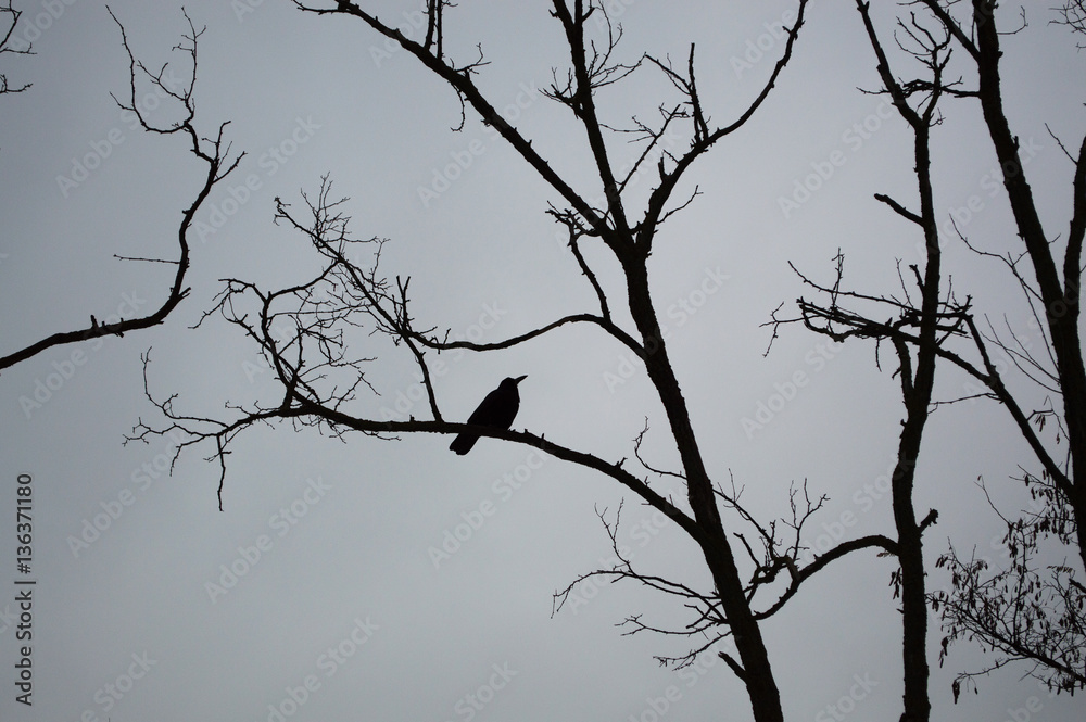 Autumn tree silhouettes in the forest Autumn tree silhouettes in the forest