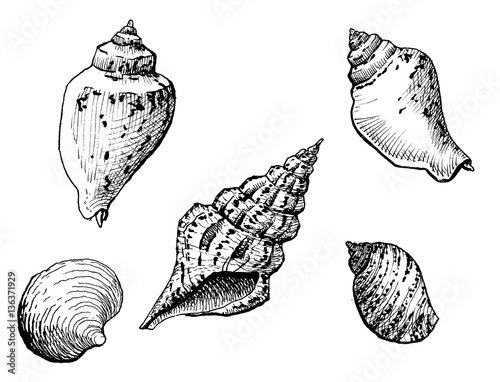 Sea shells