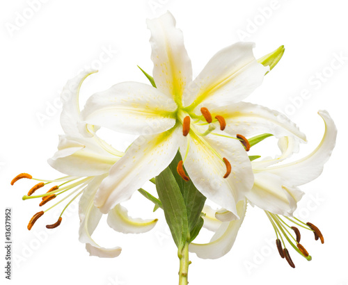 Bouquet of beautiful white lily flowers isolated on white backgr
