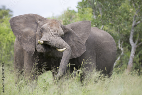 Portrait of wild free roaming african elephant © Pedro Bigeriego