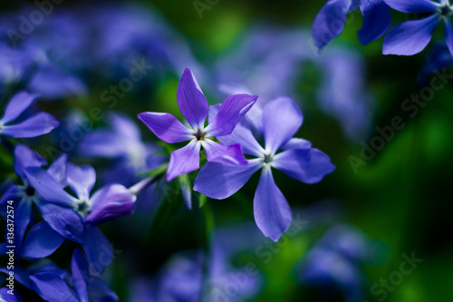 Beautiful blue flowers, close-up,Blue lilac flowers with water drops,flowers in the garden in earlier spring, spring time concept, flowers concept