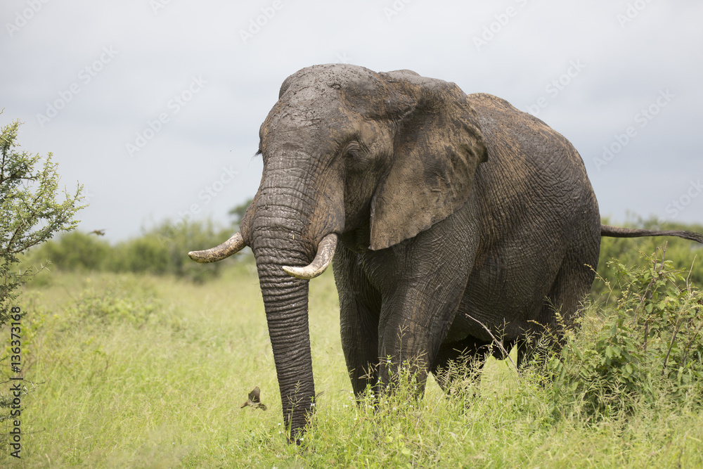 Fototapeta premium Portrait of wild free roaming african elephant