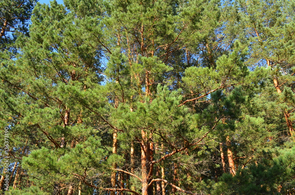 Fototapeta premium leaves