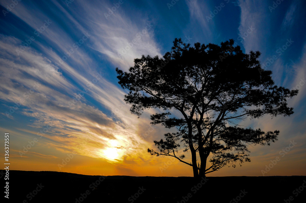 A backlit silhouetted tree standing on a field in front of a colourful sunset sky. The tree is bare and standing alone, with low orange sun in the sky behind. 