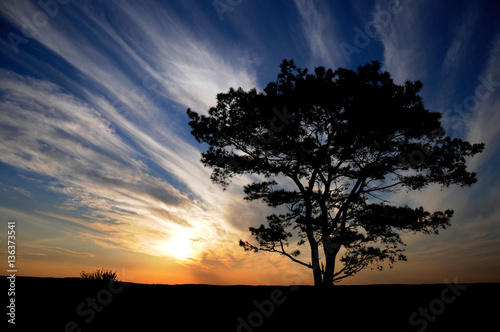 A backlit silhouetted tree standing on a field in front of a colourful sunset sky. The tree is bare and standing alone, with low orange sun in the sky behind.  © Viktoria