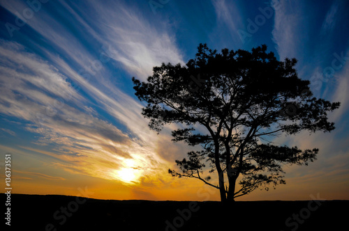 A backlit silhouetted tree standing on a field in front of a colourful sunset sky. The tree is bare and standing alone, with low orange sun in the sky behind. 