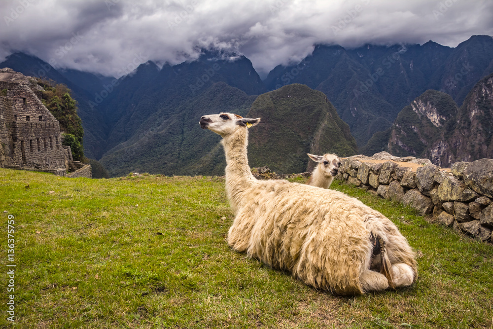 Fototapeta premium Dwie lamy leżą w Machu Picchu w Peru. Piękny krajobraz z Andami.