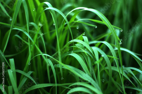 Fresh green grass with dew drops close up. Green grass background.