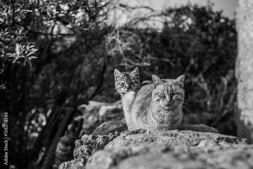 cats