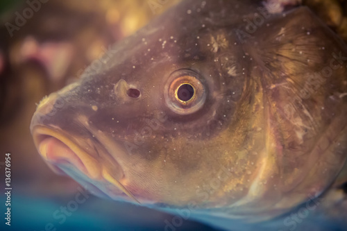 Underwater shot of the carp fish close up photo