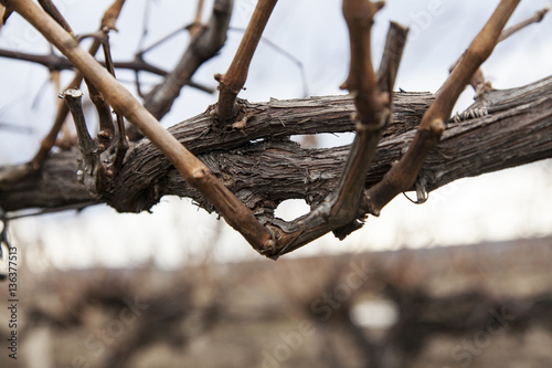 Vineyard in winter