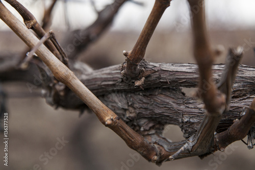 Vineyard in winter