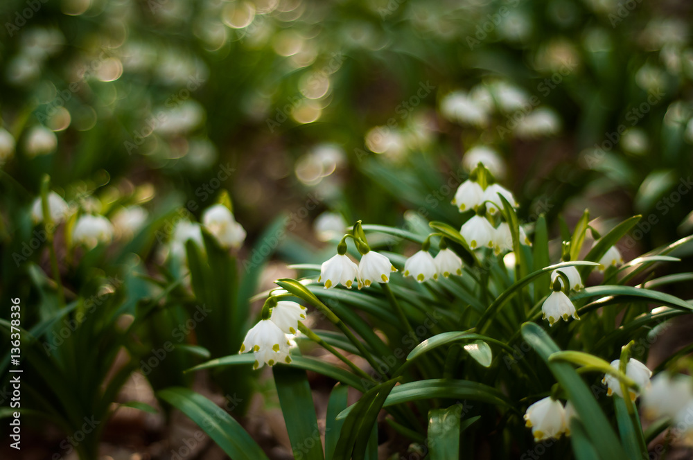 Obraz premium Snowdrop spring flowers. Delicate Snowdrop flower is one of the spring symbols telling us winter is leaving and we have warmer times ahead. Fresh green well complementing the white blossoms.