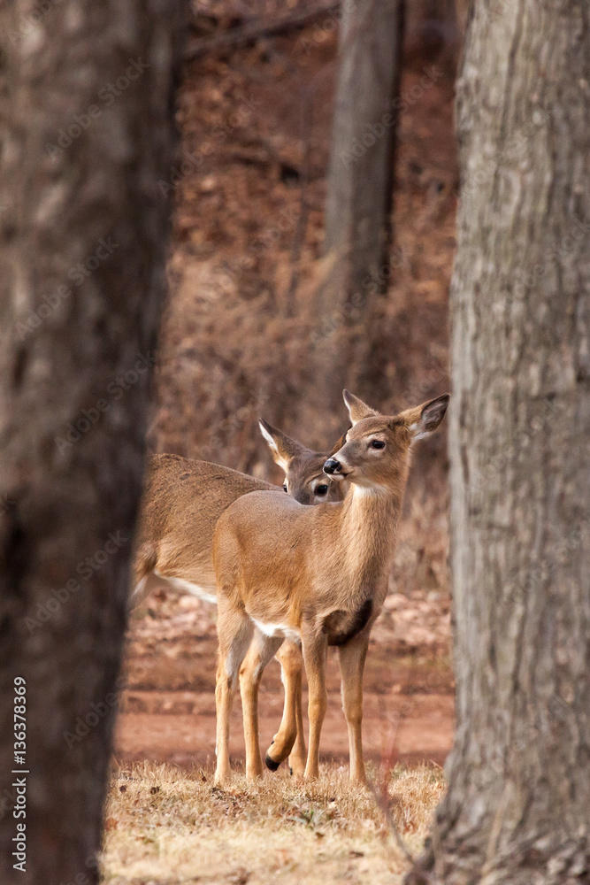 White-tailed Deer Grazing Near Woods White-tailed Deer Grazing Near Woods