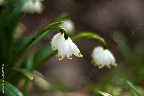 Snowdrop spring flowers. Delicate Snowdrop flower is one of the spring symbols telling us winter is leaving and we have warmer times ahead. Fresh green well complementing the white blossoms. © Viktoria