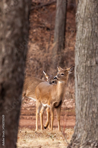 White-tailed Deer Grazing Near Woods © Erin Cadigan