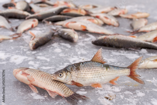 freshly caught fish lying on the ice