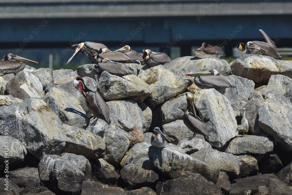 Brown pelicans in mating colors frolicking on jetty in pacific ocean California Brown pelicans in mating colors frolicking on jetty in pacific ocean California