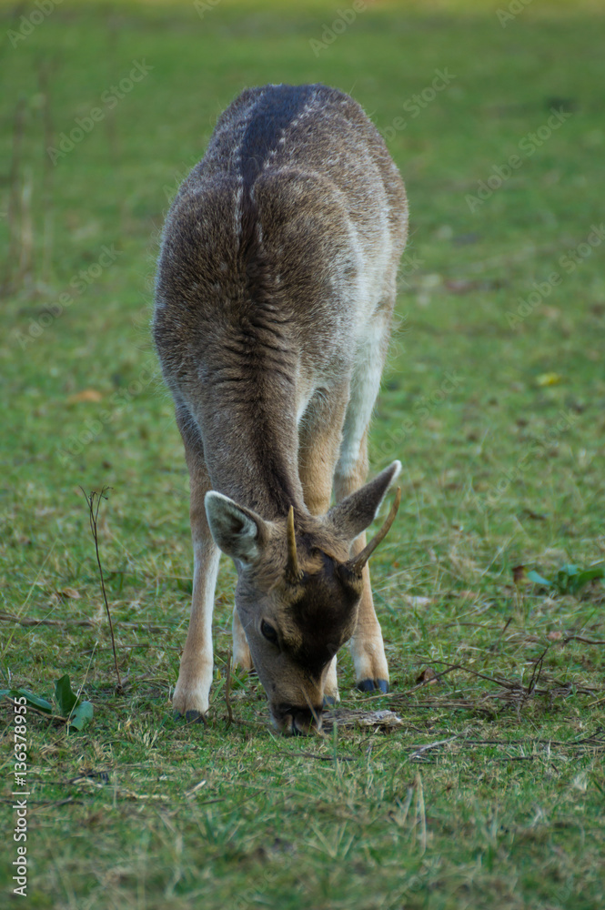 Fototapeta premium young fallow deer buck