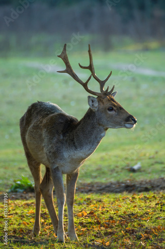 young fallow deer buck