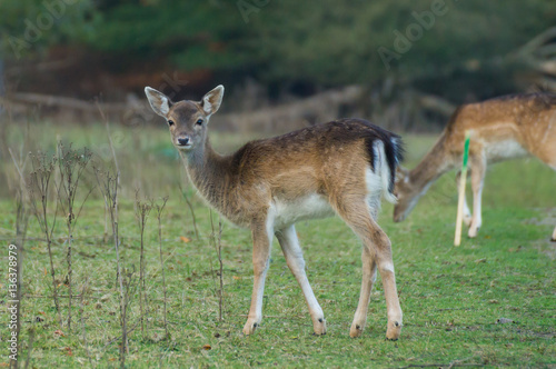 alert young fallow deer doe
