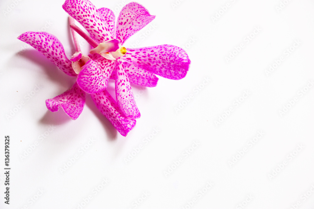 Pink orchid on white background Pink orchid on white background