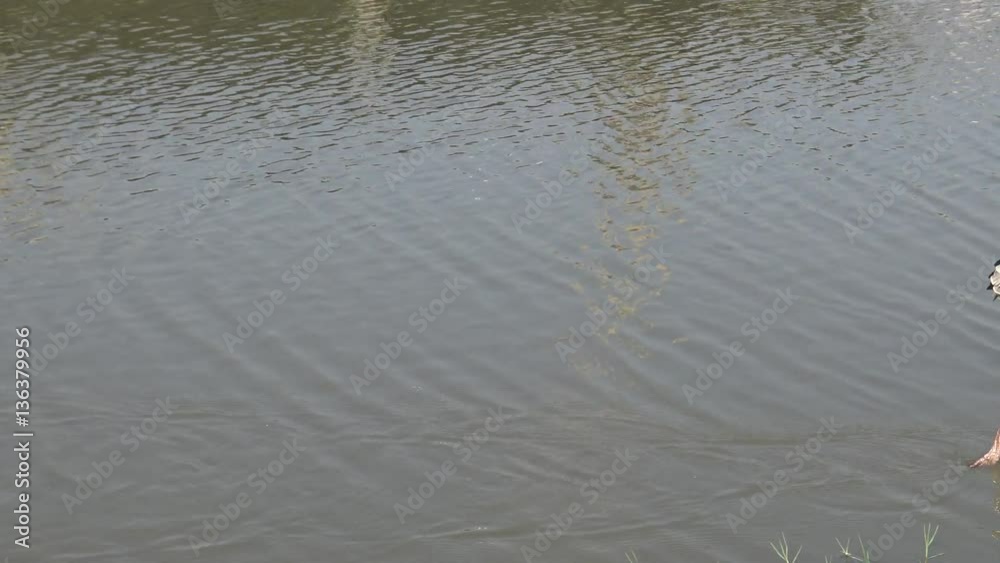 4K African Marabou and Painted Stork (Mycteria leucocephala) birds Standing and Walking in the Pond of a Safari Tour of tourists travel. Wild Nature landscape-Dan