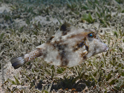 Thornback boxfish (Tetrosomus gibbosus), also known as humpback turretfish, helmet cowfish or camel cowfish, swimming in tropical sea water near seagrass photo