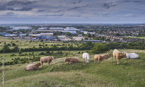 Cattle grazing on Dunstable Blows Downs in summer photo