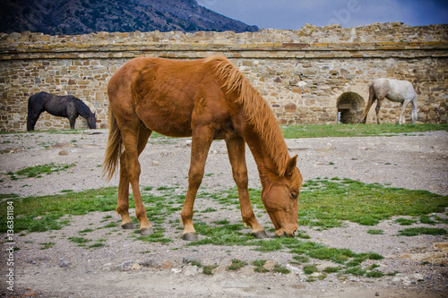 three horse a sprimg day photo