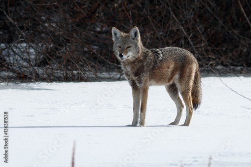 Coyote hunting in the snow