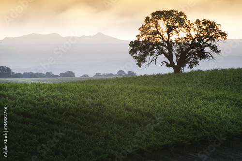 Hillside Vineyard with Oak