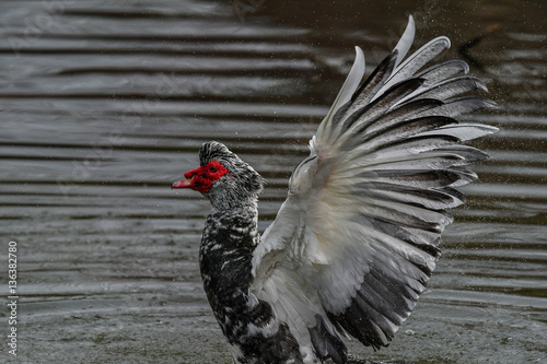 Moscovy duck in California Pond flapping its magnificent wings photo