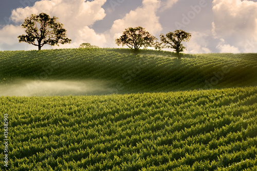 Misty Fog on Hillside Vineyard with Oak